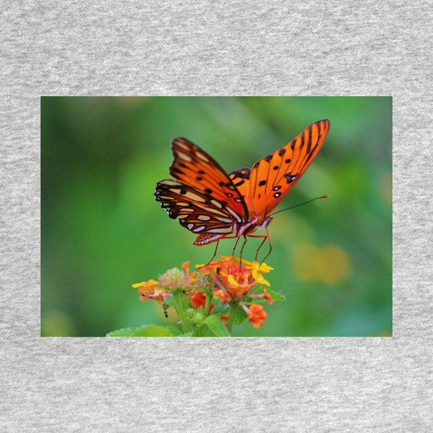 Gulf Fritillary On Lantana by Cynthia48